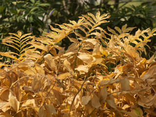 Wall Mural - A bunch of yellow leaves on a plant