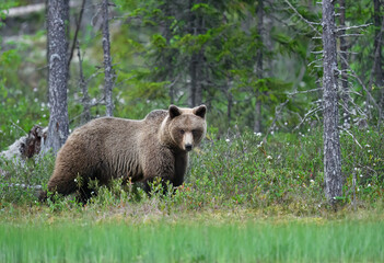 Wall Mural - Wild brown bear ( Ursus arctos )