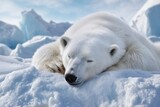 Sleeping polar bear resting on snowy iceberg in arctic landscape