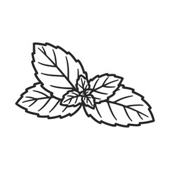 Wall Mural - Mint leaves illustration: line art of fresh herb for culinary and botanical design – stock vector icon in line style