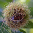 © EMILIA - The curious chestnut, a natural eye among thorns