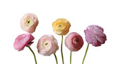 A delicate arrangement of six colorful ranunculus flowers isolated on transparent background