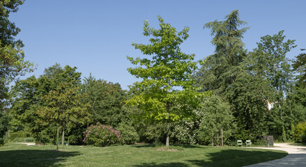 Wall Mural - Parc paysager arboré