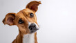 © Curioso.Photography - Adorable Jack Russell Terrier with head tilted, looking curiously at the camera against a plain background.