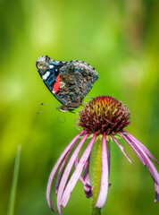 Wall Mural - Red Admiral Butterfly