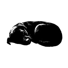 Poster - Illustration of a curled up dog sleeping peacefully with its head tucked into its body in black and white