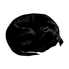 Poster - Illustration of a curled up black dog sleeping peacefully on a white background in a woodcut style art