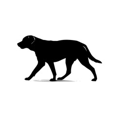 Poster - Silhouette of a labrador retriever walking with its head down and tail slightly raised on a white background