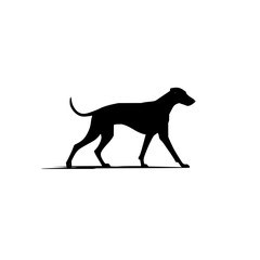 Poster - Silhouette of a sleek dog walking gracefully with a curved tail and slender legs on a white background