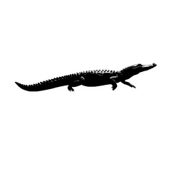 Poster - Silhouette depiction of a large alligator with detailed scales and a long tail against white background