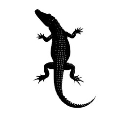 Poster - A full body silhouette of an alligator with its legs spread out on a white isolated background view from above