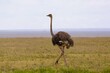 © Mt. Cape - An ostrich in the Serengeti