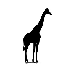 Poster - Silhouette of a giraffe standing tall with its long neck visible against a white background image view