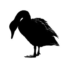 Poster - Silhouette of a duck preening in an urban park