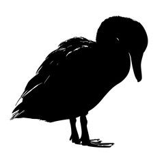 Poster - Silhouette of a duck resting in an urban environment