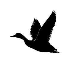 Poster - Silhouette of a duck flying over a city park
