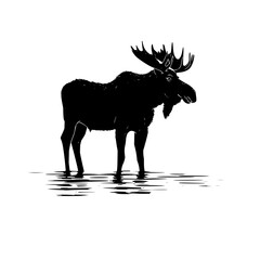 Poster - Silhouette of a moose standing in water