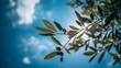 © Zuhaili - Olive branch reaching upward under clear blue sky.