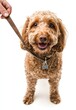 © Samady - Person holding a pet leash, looking excited at camera on white background