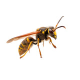 wasp on white background