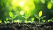 © Keo - Three green seedlings growing in a garden with sunlight shining through the leaves.