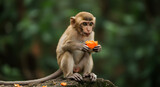 A young monkey eating a piece of fruit in a forest