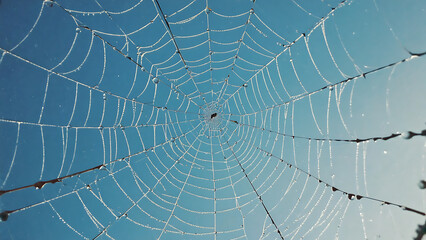 Spider Web with Dew Drops in the Morning Light