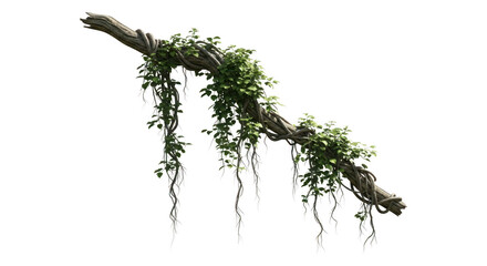 Gnarled tree branch covered in lush green vines isolated on transparent background