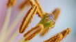© Blithe - Close-up of a flower's stamens with pollen grains and a water droplet on the stigma