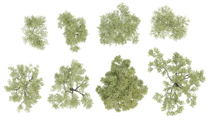 Wall Mural - top view 3d set trees illustration of olea europaea big on transparent background