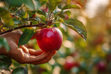 Ludzka ręka sięga po dojrzałe jabłko wiszące na drzewie w sadzie. Naturalna scena zbioru owoców, pełna świeżości i prostoty natury.