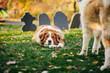 © Cavan Images - Saint Bernard dog lying on grass with Halloween tombstones