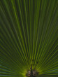 © enginakyurt - The leaves of the palm tree