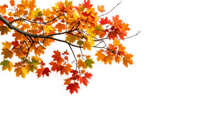 Colorful autumn maple leaves on branches, vibrant against a white background, ideal for fall designs or seasonal themed projects.