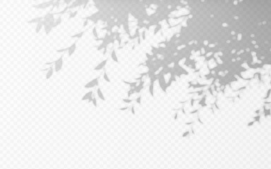 Wall Mural - abstract shadow overlay from foliage tree branch on a transparent background.