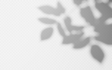 Wall Mural - abstract shadow overlay from foliage tree branch on a transparent background.