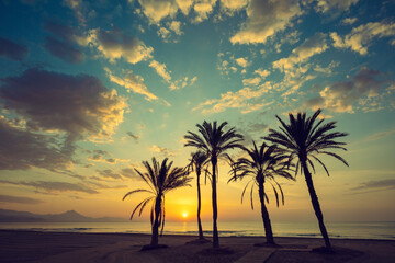 Wall Mural - Seascape in the early morning during a beautiful sunrise. Palm trees on the beach. San Juan beach, Alicante, Spain