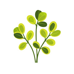 My Simple flat 2D illustration of an icon fenugreek branch isolated on a white background, vector 2D design, icon, flat 2d illustration art, Eps painting, Vector set	 design
