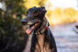 © Austockphoto - Close up portrait of greyhound dog with happy expression standing on boardwalk