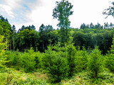 Wiederaufforstung im Mischwald im Sommer