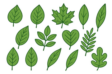 Poster - Vector leaf collection. Big set of various green leaves illustration. Hand drawn doodle line art style. Foliage, nature, plant, botanical, eco, bio, spring, summer icons.
