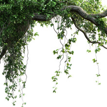 Wilder Wein Efeu freigestellt Kostenloses Stock Bild - Public Domain  Pictures