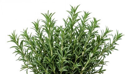 Fototapete - White backdrop highlighting a cluster of rosemary and oregano herbs