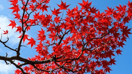 Poster - Radiant Crimson Leaves Clinging to Tree Branches in Autumn Under a Blue Sky