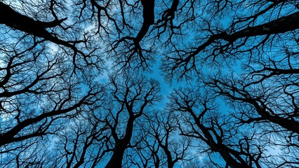 Poster - Shadowed tree twigs contrasted with a vibrant blue sky
