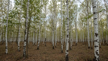 Poster - Peaceful grove of light-trunked birch trees, emphasizing the untouched beauty of nature, suited for those passionate about exploration and the environment.