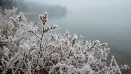 Poster - Macro view of snowy plants along a lakeside in cold season
