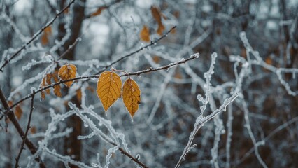 Poster - Close-up of frost-tipped branches with golden leaves in a forest during fall.