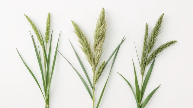 Three different versions of vibrant spring grass set on a white background