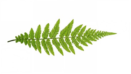 Aufkleber - Single fern leaf displayed on a white backdrop. Detailed green leaf texture.